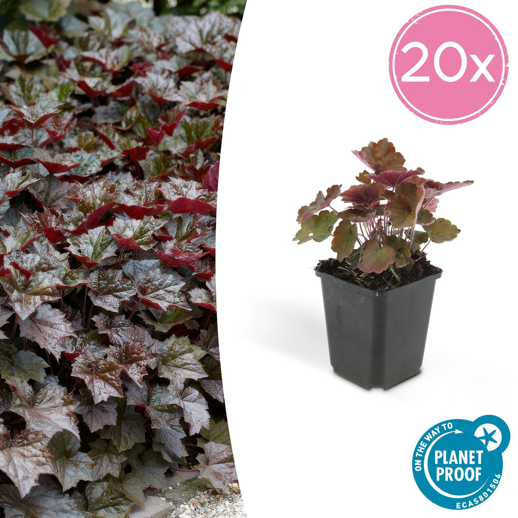 20x Heuchera mic. 'Palace Purple' - ↕10-25cm - Ø9cm
