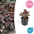 20x Heuchera mic. 'Palace Purple' - ↕10-25cm - Ø9cm