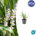 40x Liriope muscari 'Monroe White' - ↕10-25cm - Ø9cm