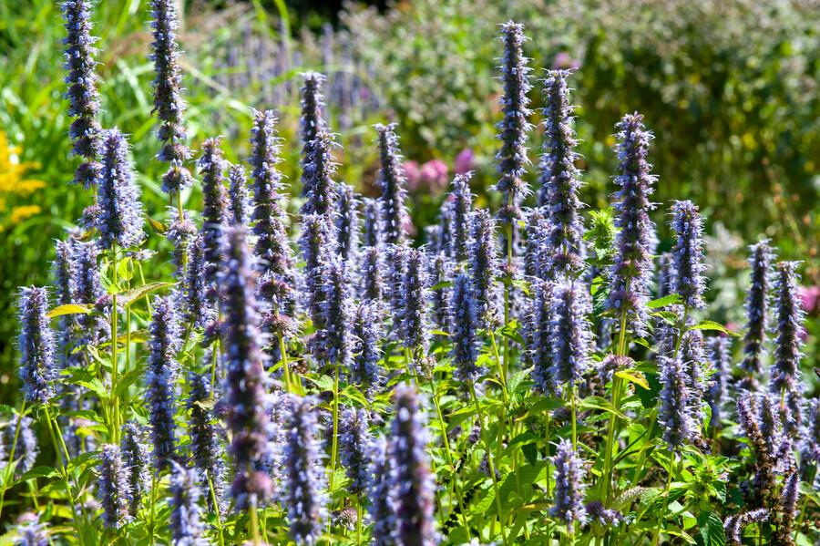 24x Agastache 'Black Adder' - ↕10-25cm - Ø9cm
