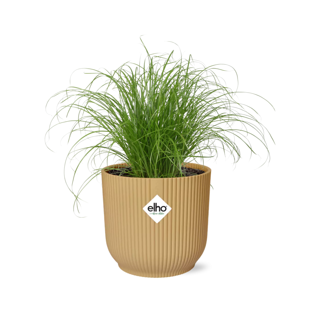 Cyperus Alternifolius Zumula in ELHO Vibes Fold 14cm geel