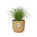 Cyperus Alternifolius Zumula in ELHO Vibes Fold 14cm geel