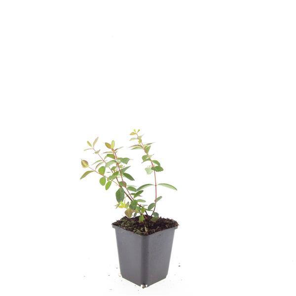 24x Hypericum dummeri 'Peter Dummer' - ↕10-25cm - Ø9cm