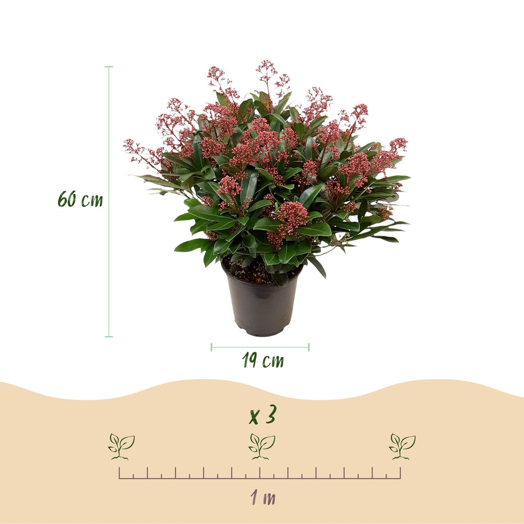1x - Terrasplant - Skimmia japonica Rubella - Bloem Rood - 40+ Bloemen - 1 Plant - Winterhard - Pot 19cm Hoogte 60cm