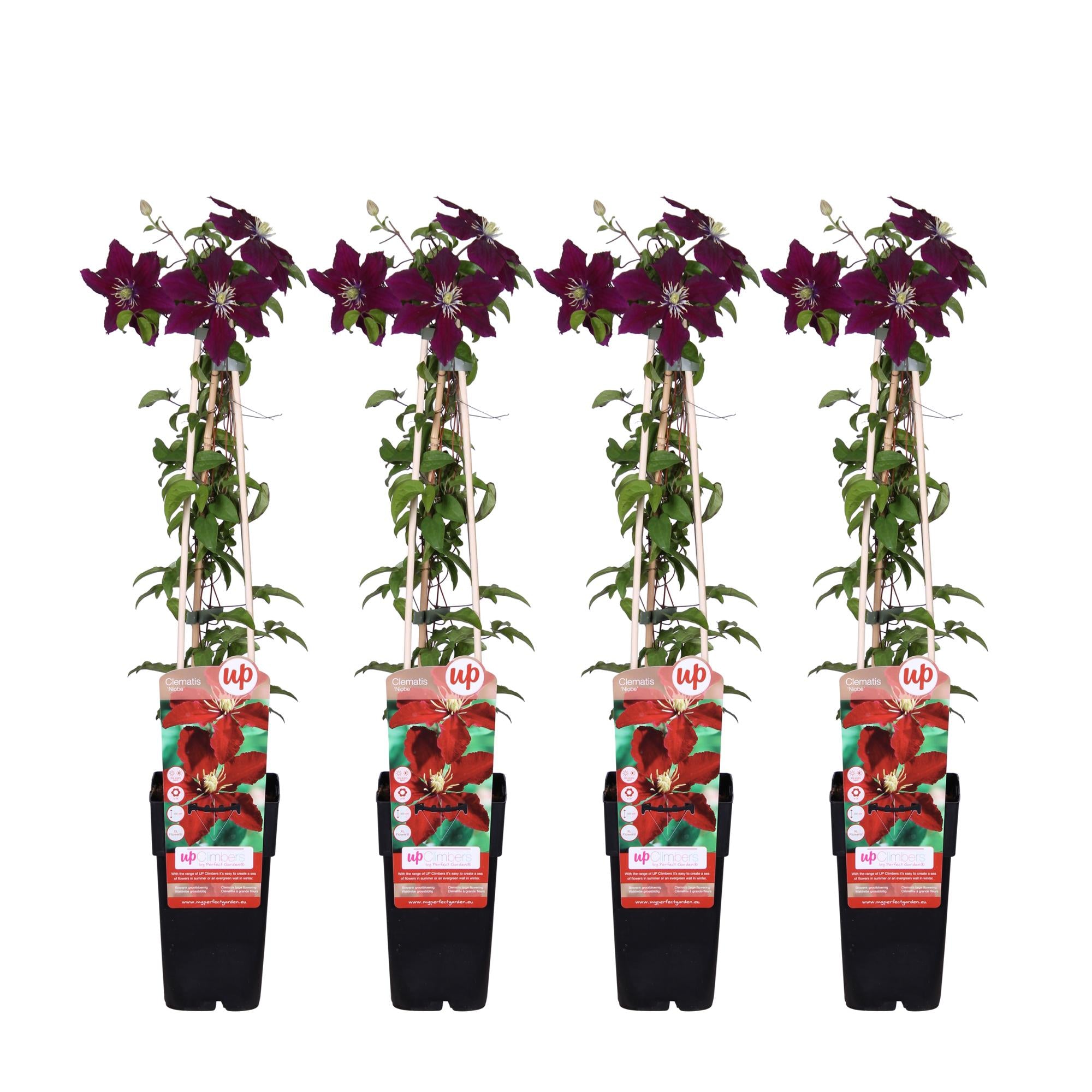 4x - Clematis Niobe - ↨65cm - Ø15
