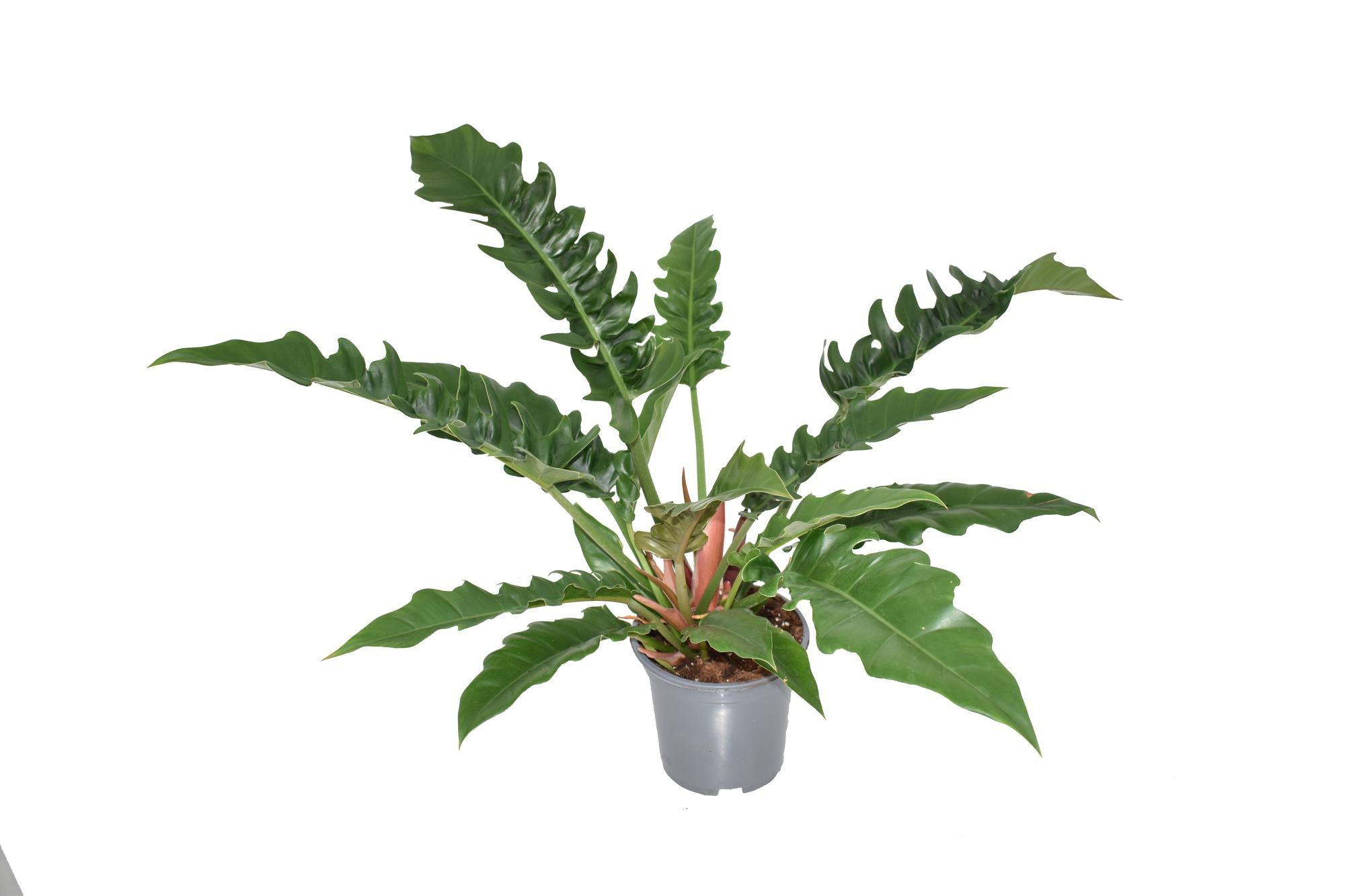 Philodendron Narrow Escape - Ø19cm - ↕55cm