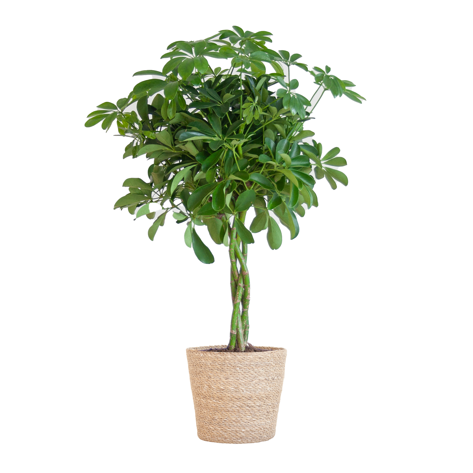 Schefflera Arab Nora met Mand Sofia naturel  - 70cm - Ø21