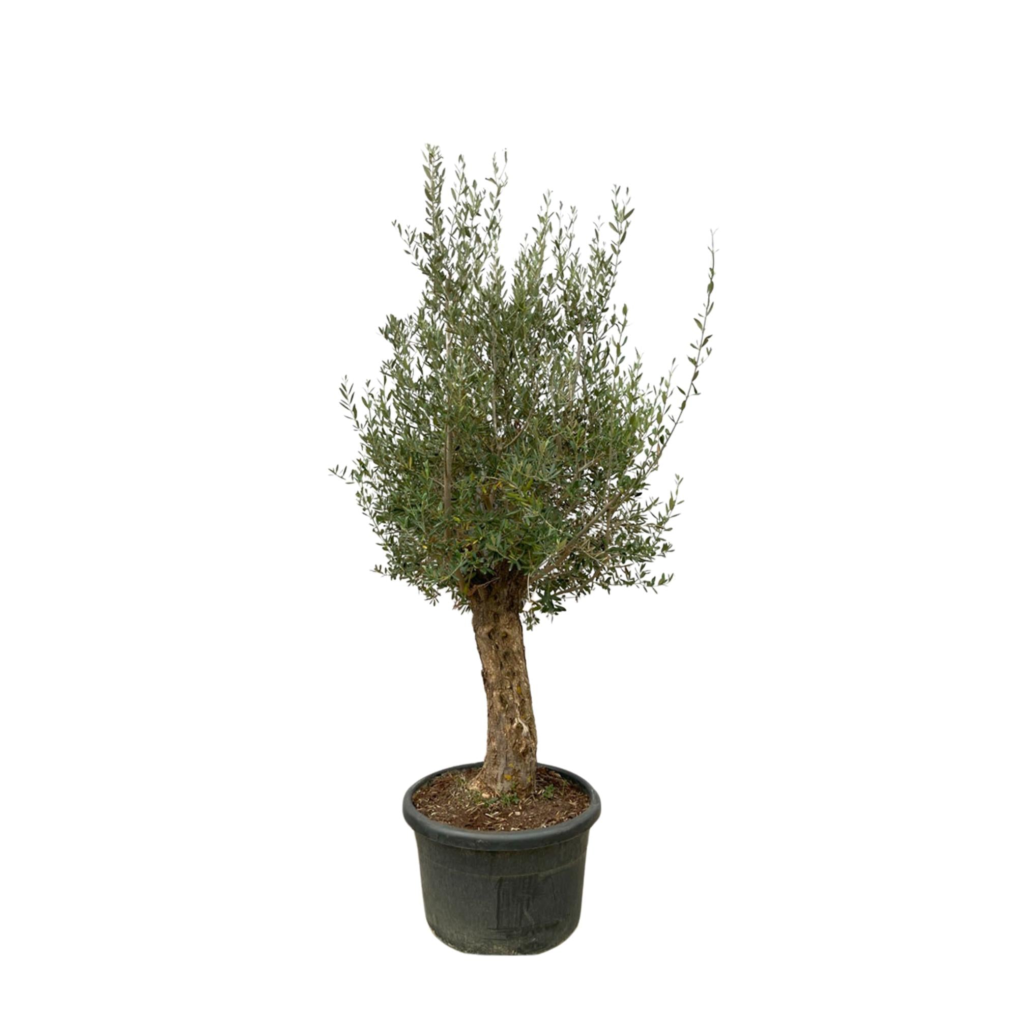 Olea Europaea Bonsai - 250cm- Ø65