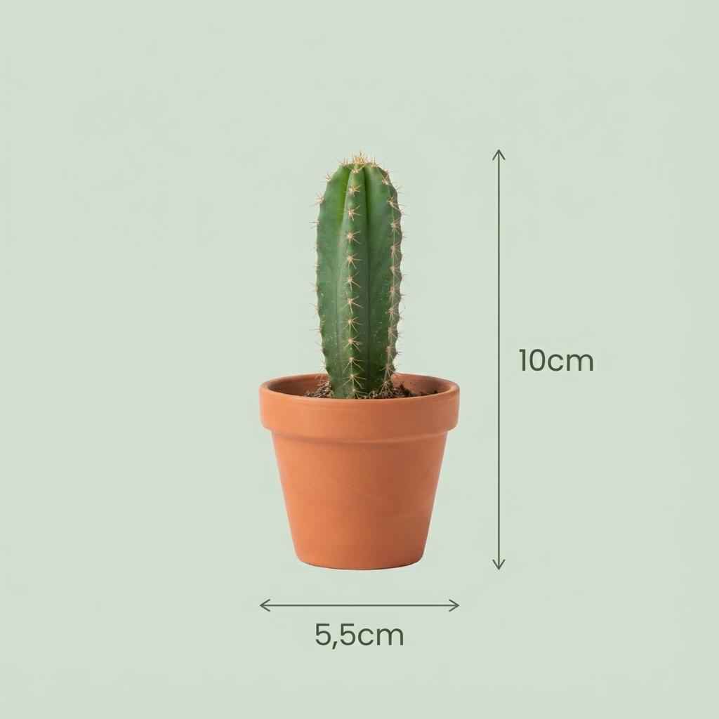Mini Cactus & Succulenten Mix - 6 Stuks - Ø 8,1 cm - Hoogte: 5-10 cm - Terracotta Potten