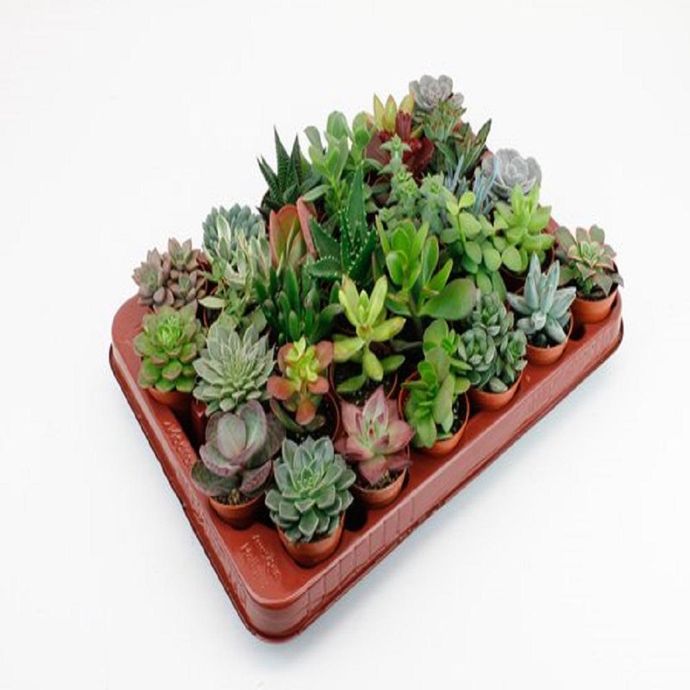 LOCK | Succulenten 30 Stuks Potmaat 5,5cm