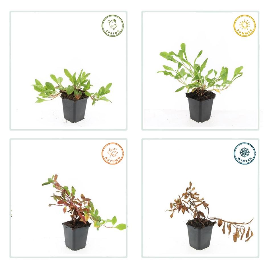 48x Persicaria aff. 'Darjeeling Red' - ↕10-25cm - Ø9cm