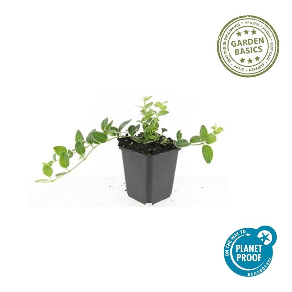 20x Vinca minor 'Ralph Shugert' - ↕10-25cm - Ø9cm