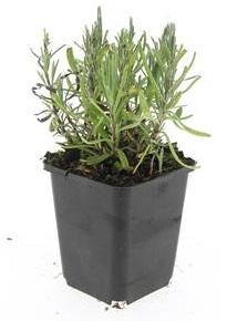 48x Lavandula ang. 'Munstead' - ↕10-25cm - Ø9cm