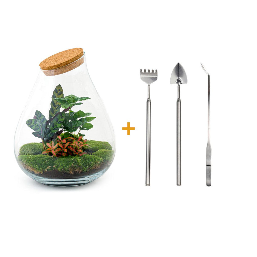 DIY Planten terrarium - Drop XL Palm - Ø 24 cm ↑ 37 cm - Rake + Shovel + Tweezer