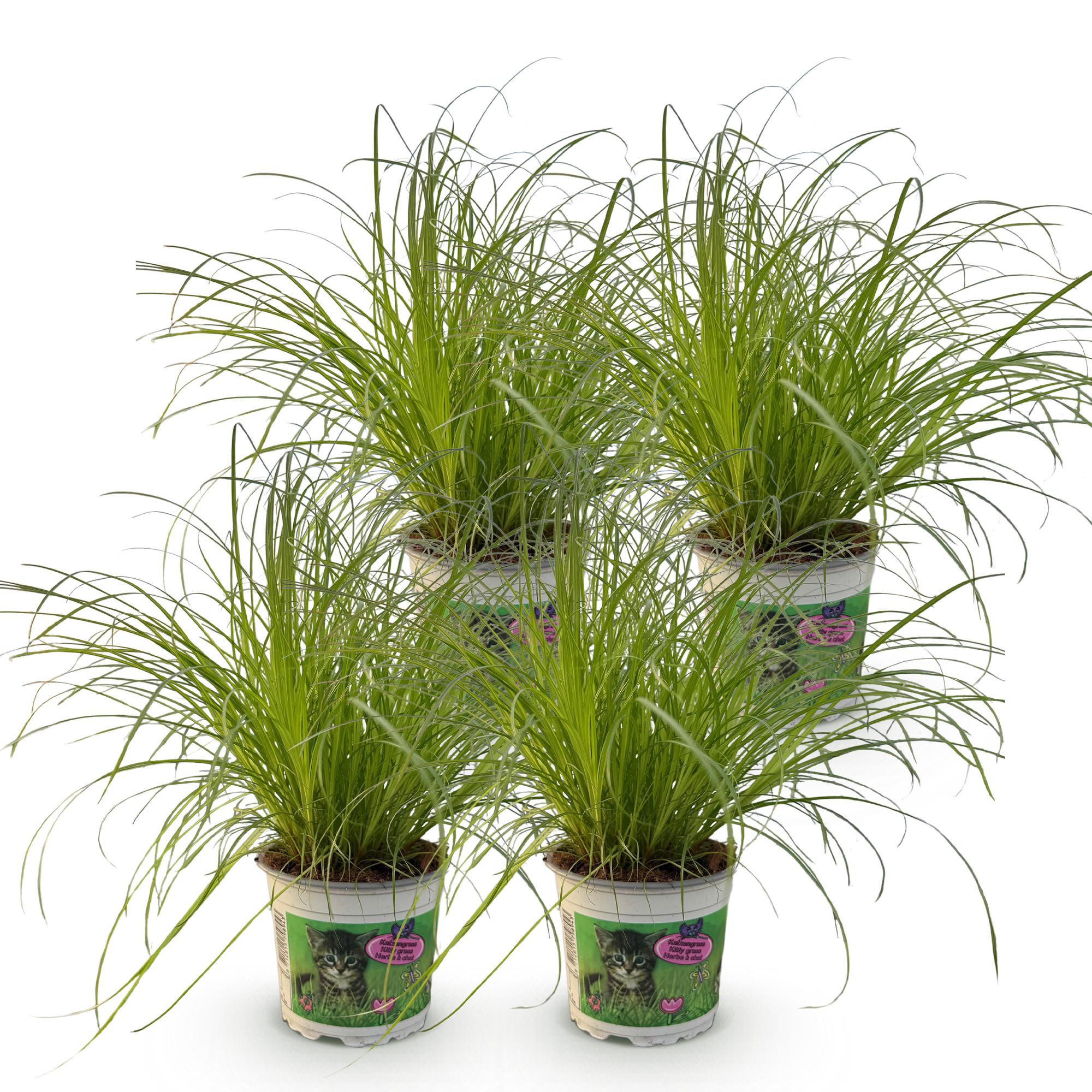 Green boutiQ - Kamerplant - Cyperus alternifolius Zumula - Kattengras - Huisdiervriendelijk - Groen - 4 Planten - Pot 12cm - Hoogte 28-30cm