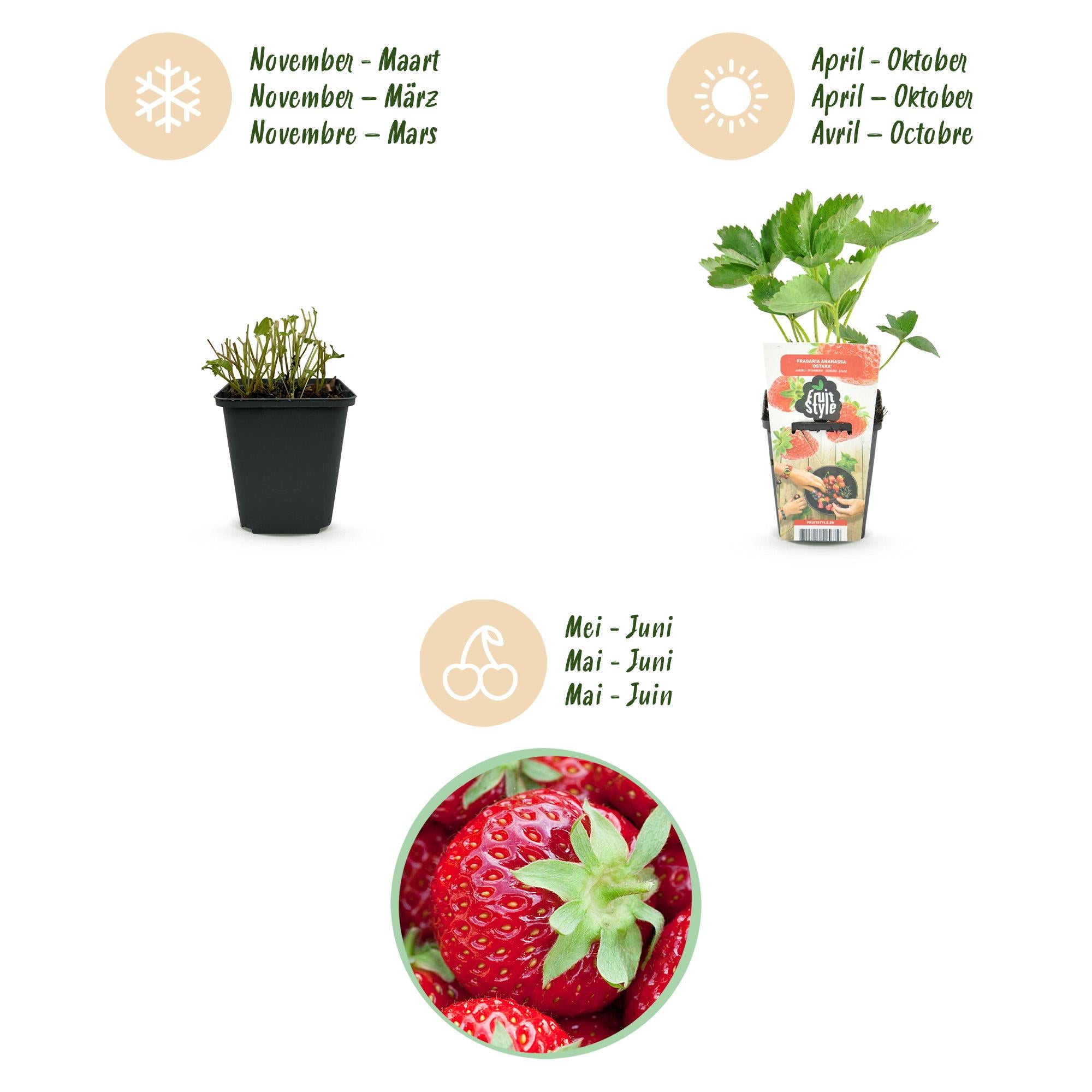 Green boutiQ - Fruitplanten - Aardbei - Fragaria Elvira - Winterhard - 6 Planten - Pot 9 cm - Rode Aardbei