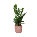 Zamioculcas – Hoogte 45-50 in ELHO Vibes Fold 14cm roze