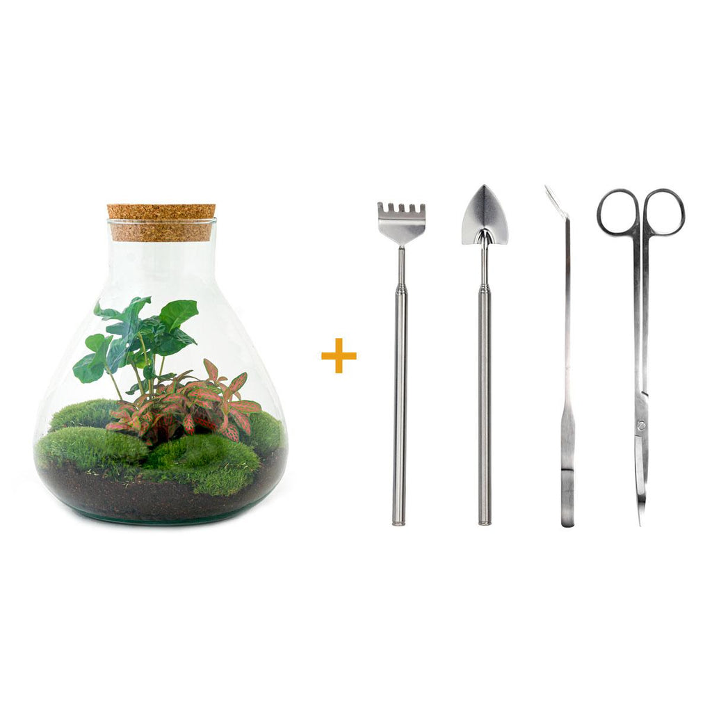 DIY terrarium - Sammie Coffea Red - Ø 22,5 cm ↑ 27 cm - Normal
