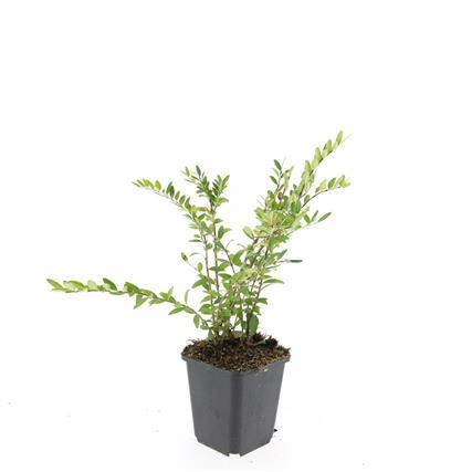 48x Lonicera pileata - ↕10-25cm - Ø9cm