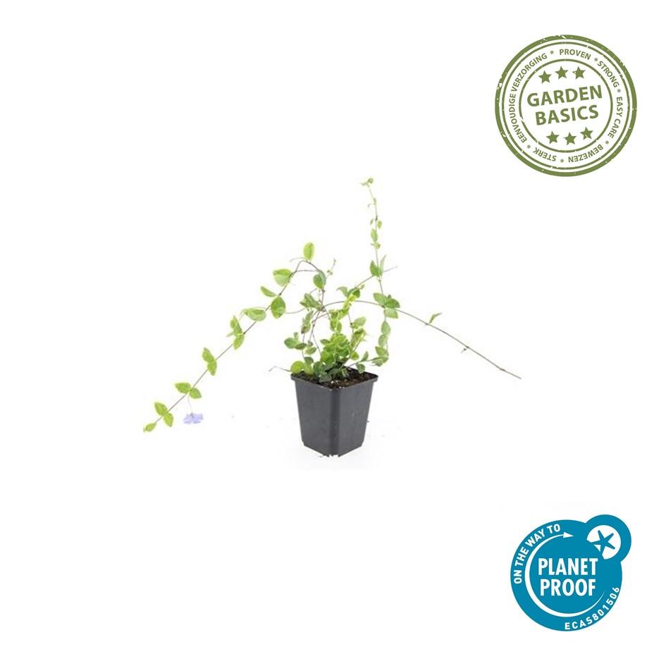 40x Vinca minor 'Blue and Gold' - ↕10-25cm - Ø9cm