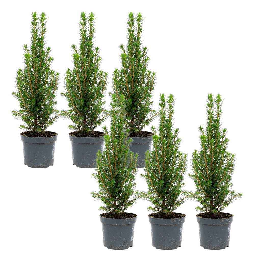 6x Mini-Kerstboom - Chamaecyparis - 25-30 cm