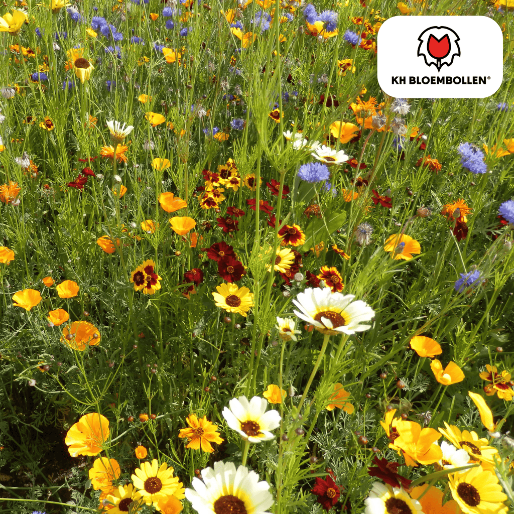 Wilde Bloemenzaad Mengsel – 100 gram | Goed voor Bijen, Vlinders & Biodiversiteit | ± 30–50 m²