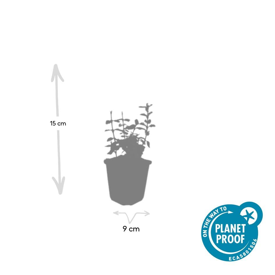 48x Euonymus fort. 'Harlequin' - ↕10-25cm - Ø9cm
