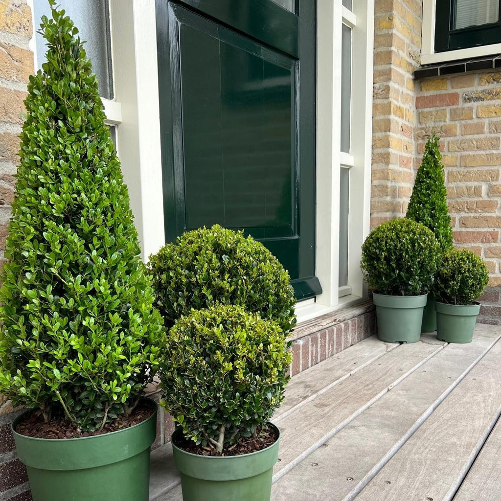 1x Ilex piramide 55 cm hoog |  Ø  21 cm