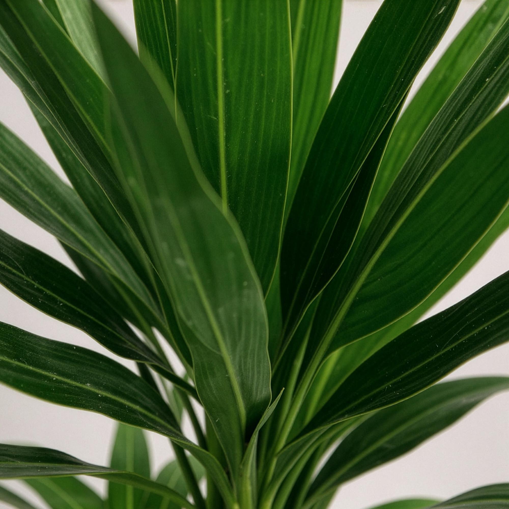 Green boutiQ - Kamerplant - Yucca elephantipes - Yucca - Weinig onderhoud - Groen - 1 - Pot 21cm - Hoogte 100cm