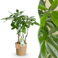 Green BoutiQ - Green is... Kamerplanten - Pachira Aquatica multi stam - Geldboom - Weinig onderhoud - met mand - Groen - 1 Plant - Pot 17cm - Hoogte 50-55cm