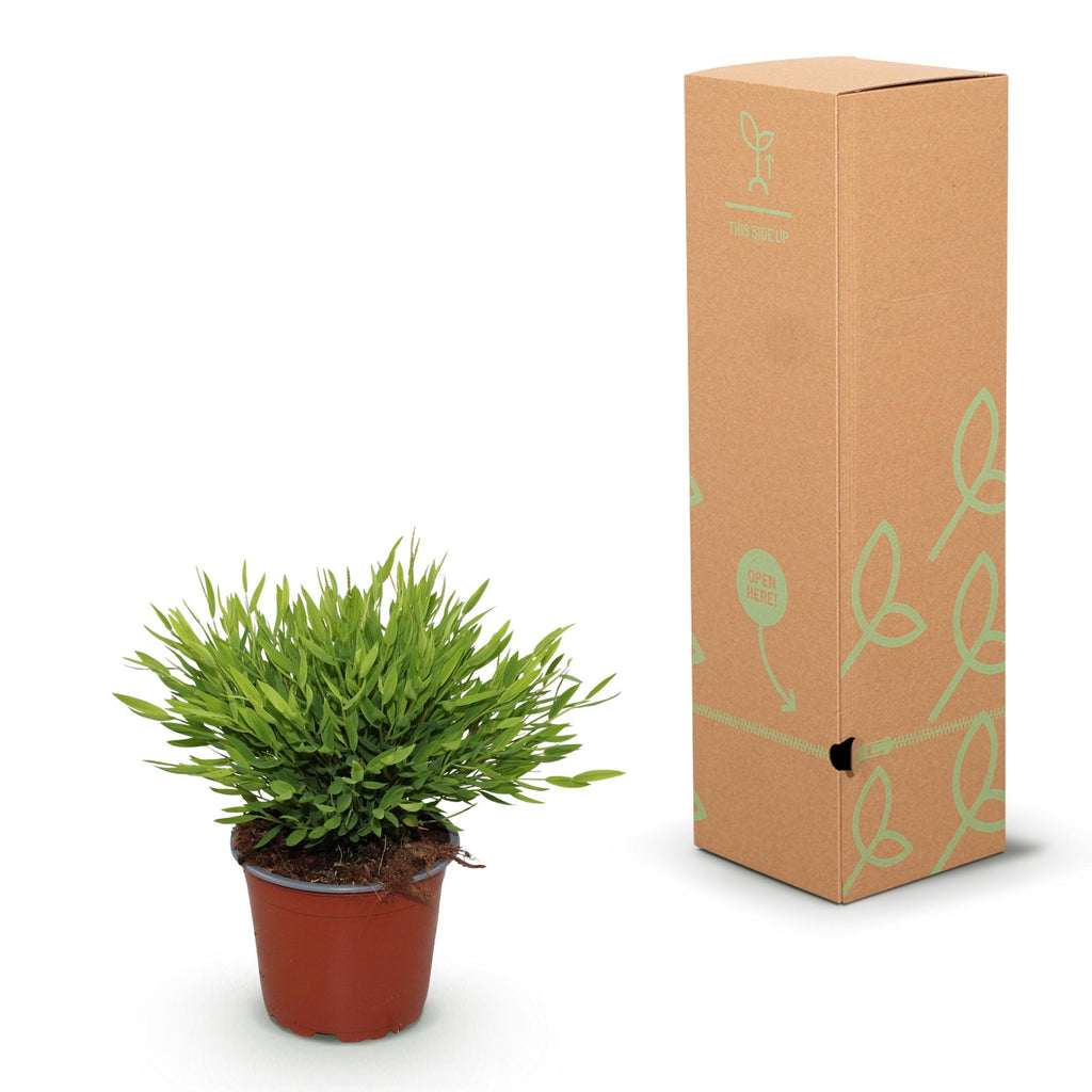 Green boutiQ - Kamerplant - Bamusa Pogonatherum Monica - Bamboegras - Huisdiervriendelijk - Groen - 2 Planten - Pot 12cm - Hoogte 30-35cm