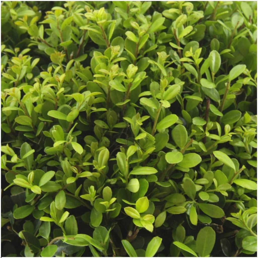 1x 6 pack Ilex crenata 'Jenny' - 6 x Ø7 cm - ↕15 cm