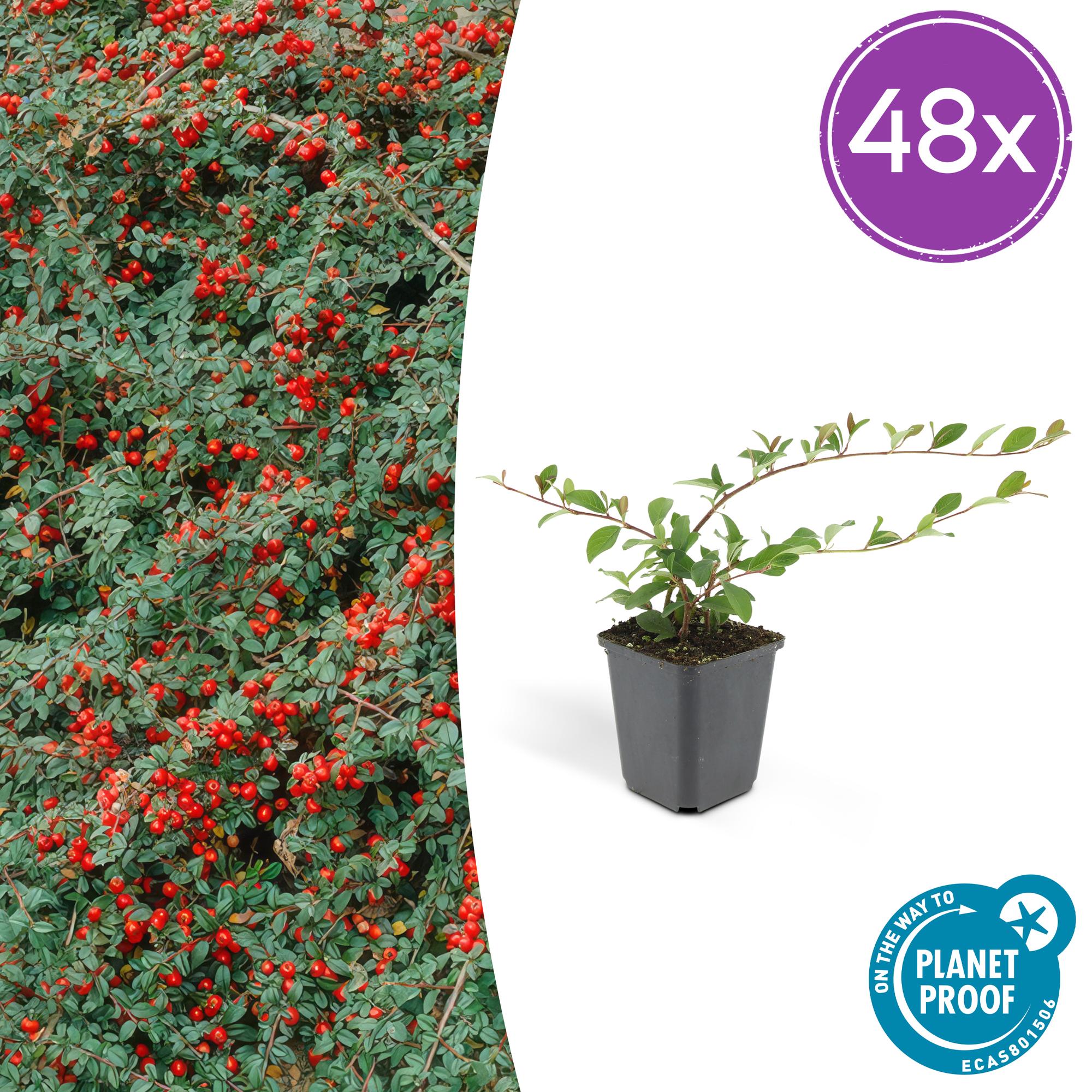 48x Cotoneaster dam. 'Major' - ↕25cm - Ø9cm