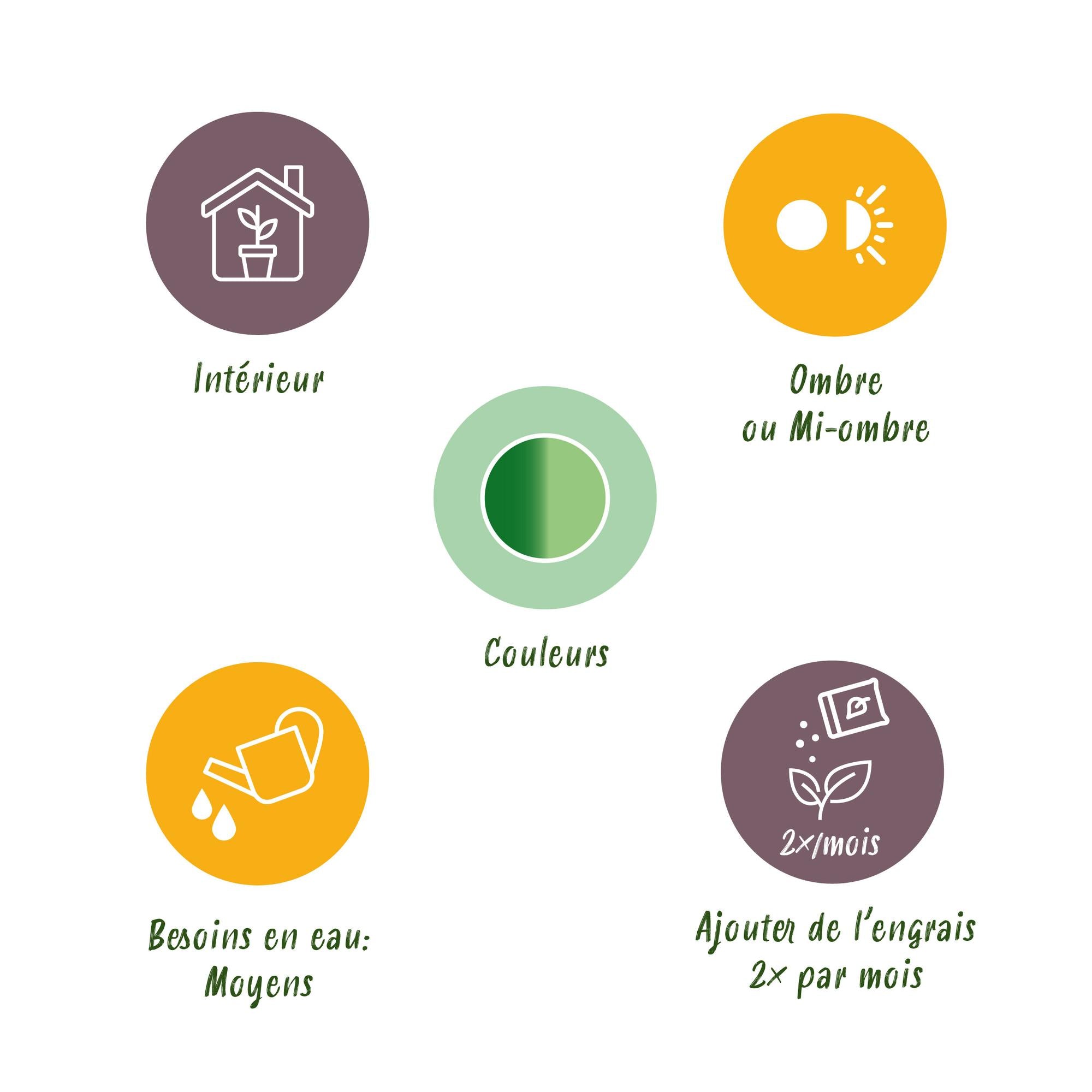 Green BoutiQ - Kamerplanten - Diefenbachia Tropic Snow - Dieffenbachia - Weinig onderhoud - Groen - 1 Plant - met Potter Grijs - Pot 21cm - Hoogte 90-100cm