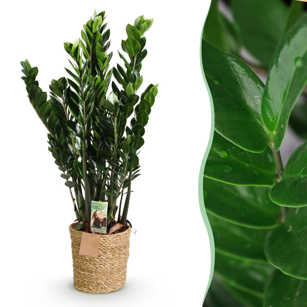 Green BoutiQ - Green is... Kamerplanten - Zamioculcas - ZZ-plant - Weinig onderhoud - met mand - Groen - 1 Plant - Pot 21cm - Hoogte 80-90cm