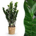 Green BoutiQ - Green is... Kamerplanten - Zamioculcas - ZZ-plant - Weinig onderhoud - met mand - Groen - 1 Plant - Pot 21cm - Hoogte 80-90cm