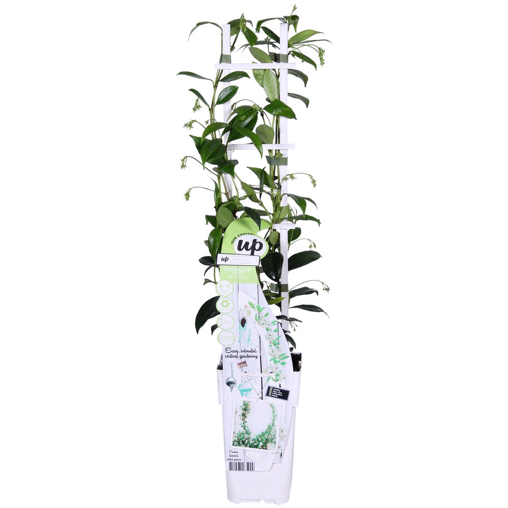 2x - Trachelospermum 'Star of Venice' - ↨65cm - Ø15