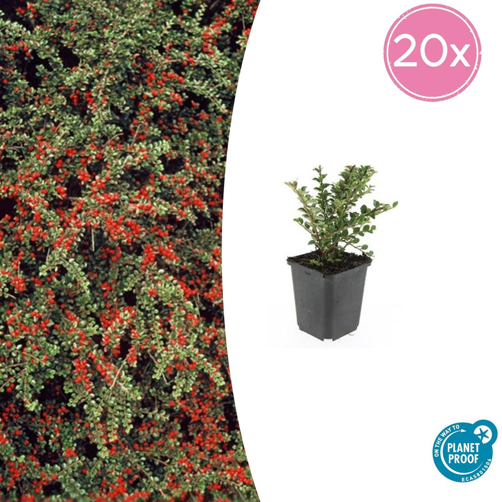 20x Cotoneaster horizontalis - ↕10-25cm - Ø9cm