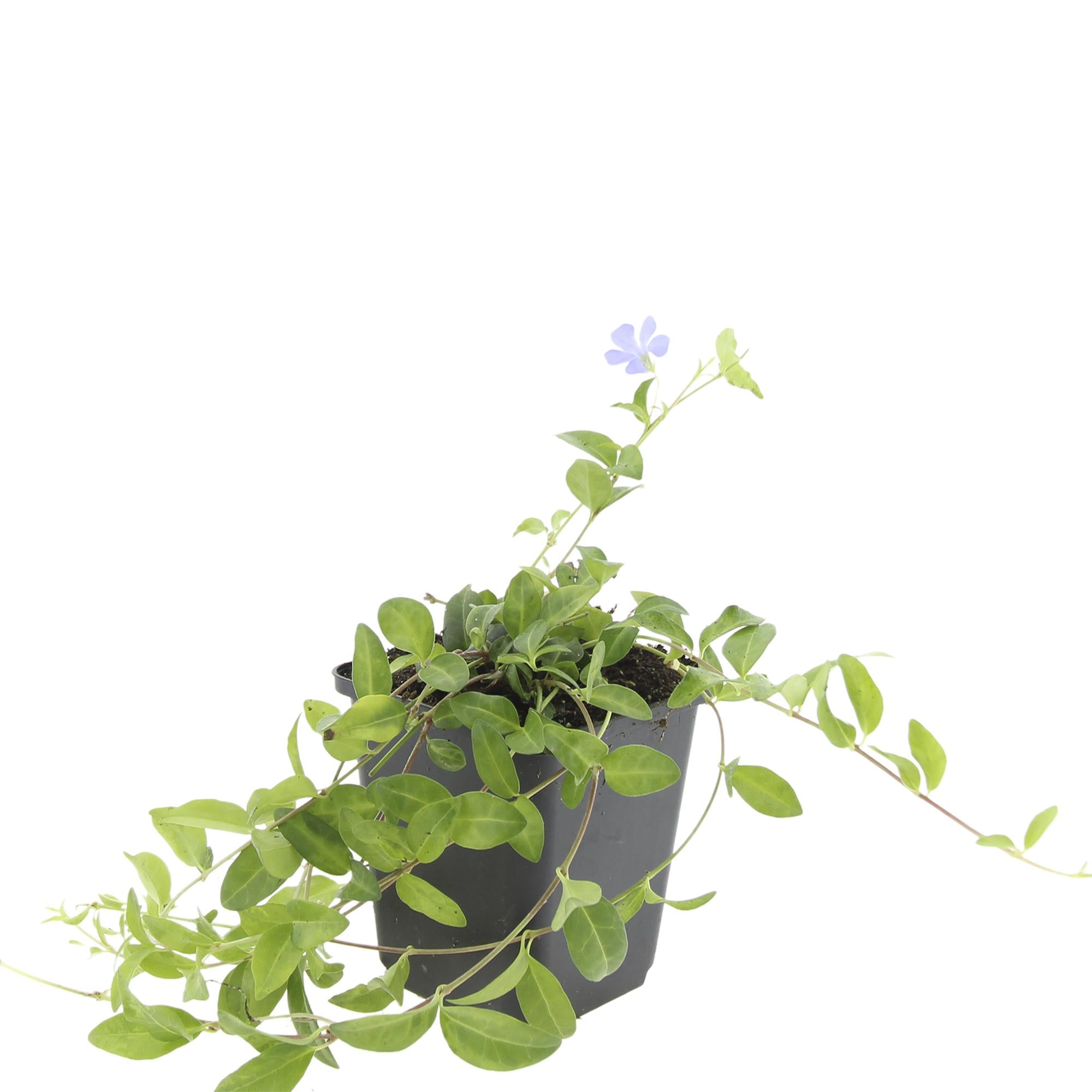 48x Vinca minor - ↕10-25cm - Ø9cm