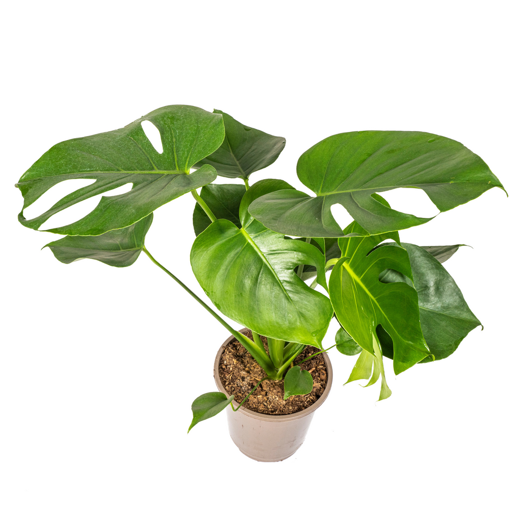 Monstera Deliciosa Tauerii Ø19cm - ↕70 - 90cm