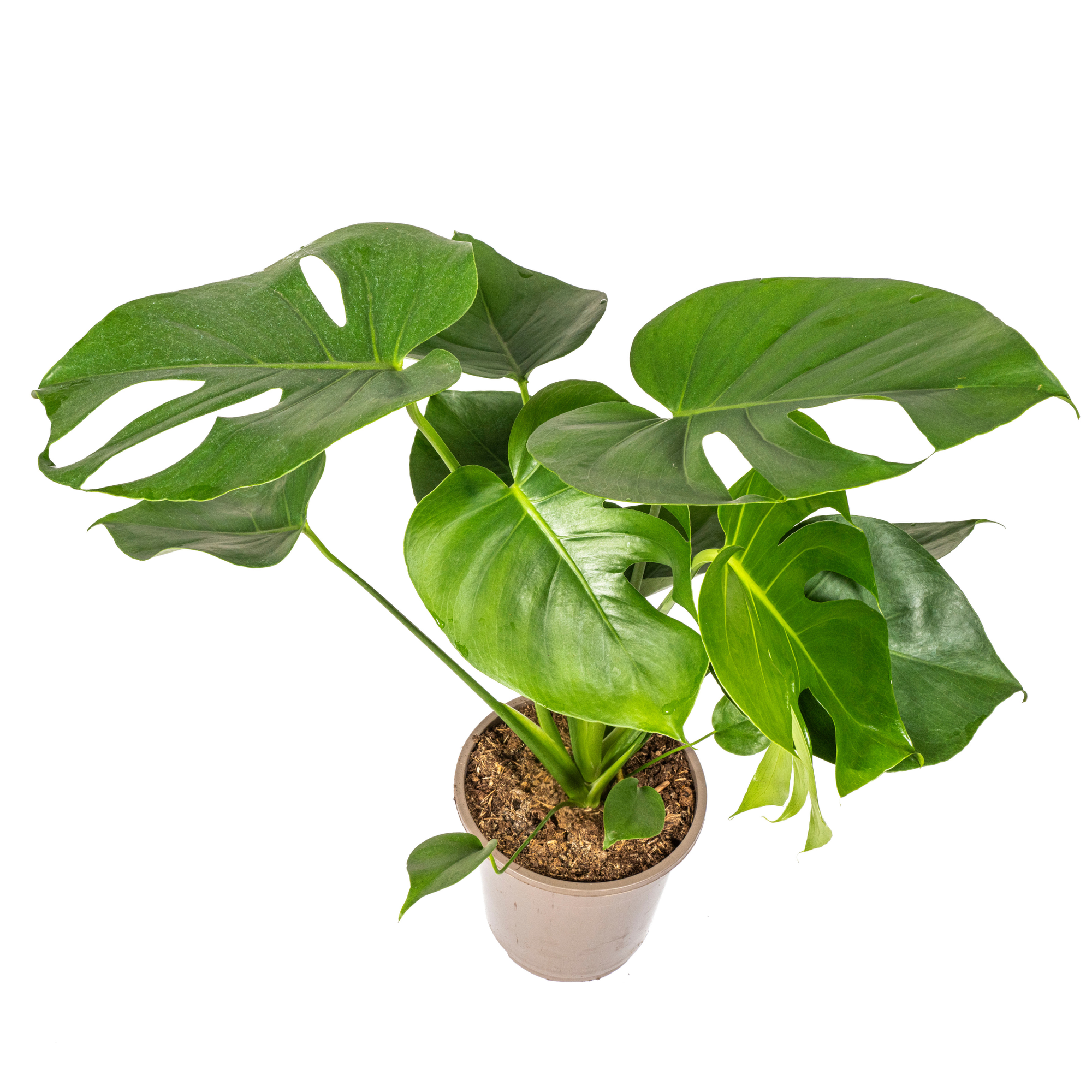 Monstera Deliciosa Tauerii Ø19cm - ↕70 - 90cm