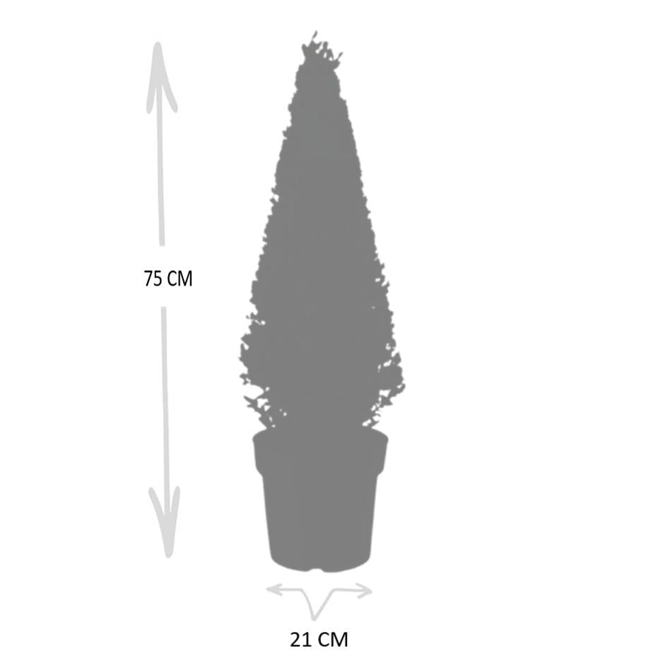 1x Ilex piramide 55 cm hoog |  Ø  21 cm