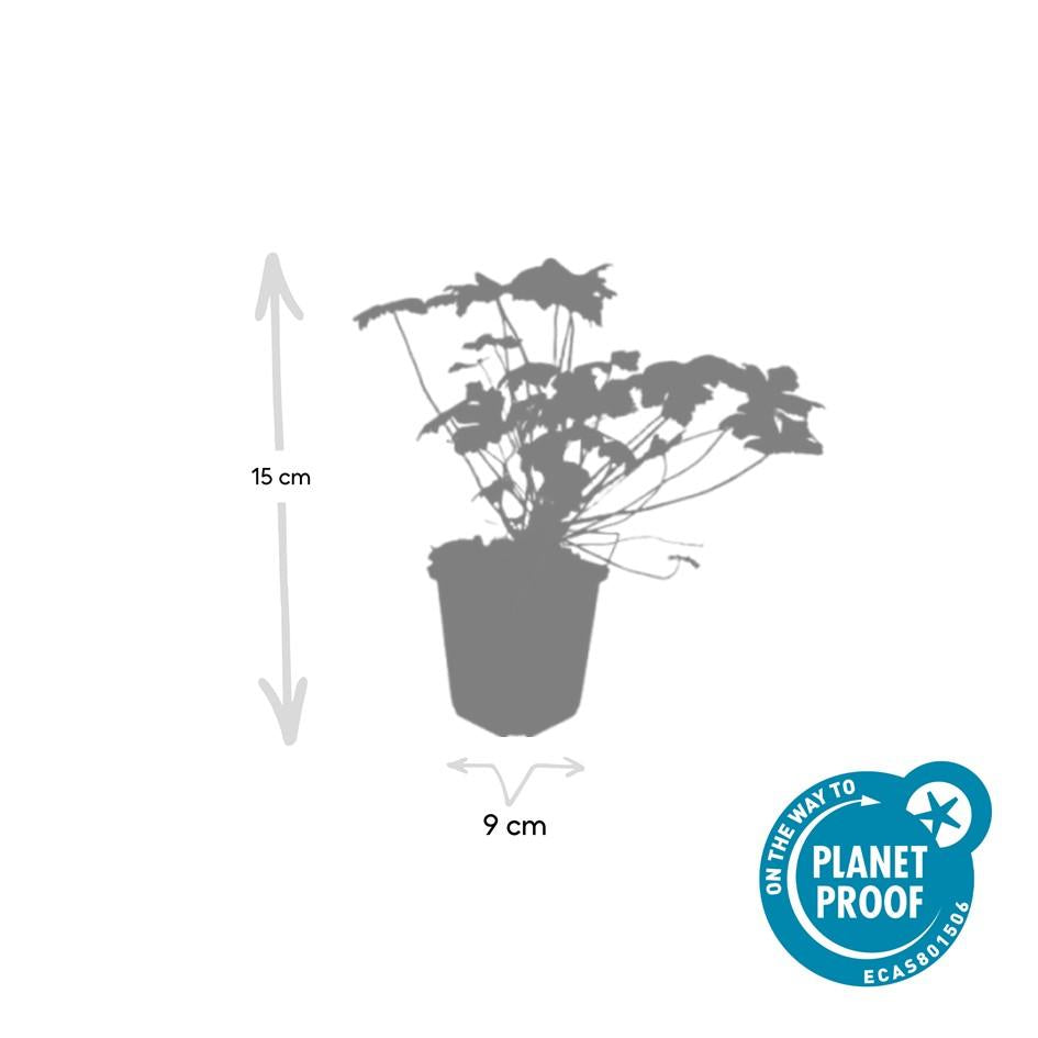 40x Geranium macr. 'Czakor' - ↕10-25cm - Ø9cm