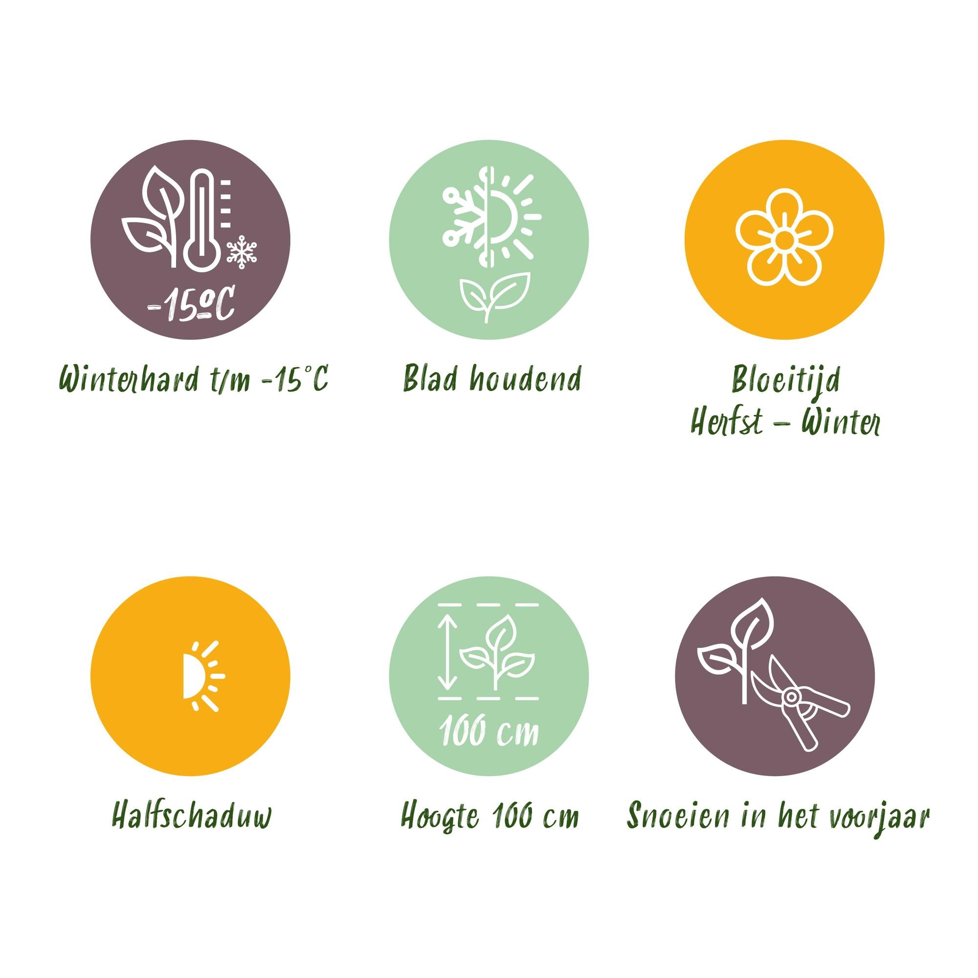 1x - Terrasplant - Skimmia japonica Rubella - Bloem Rood - 40+ Bloemen - 1 Plant - Winterhard - Pot 19cm Hoogte 60cm