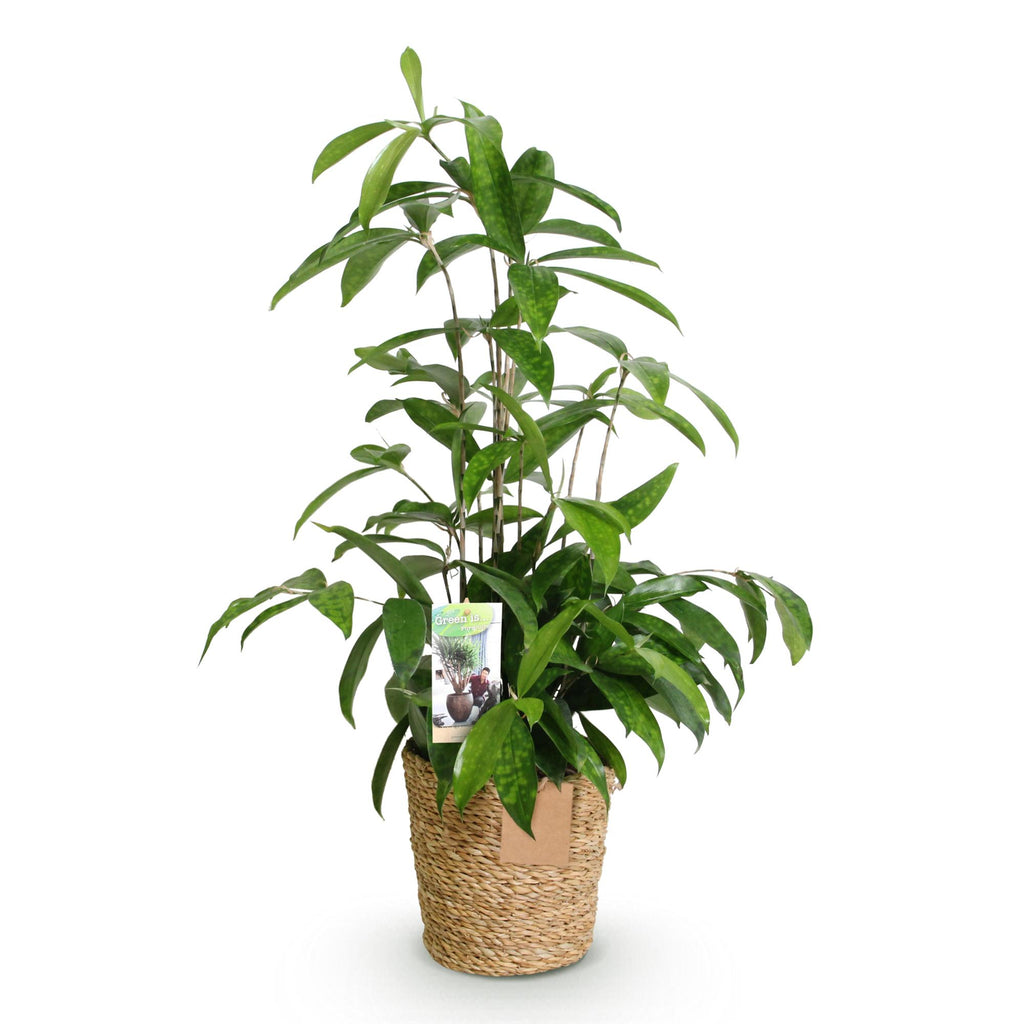 Green BoutiQ - Green is... Kamerplanten - Dracaena surculosa - Drakenbloedboom - Weinig onderhoud - met mand - Groen - 1 Plant - Pot 17cm - Hoogte 60-70cm
