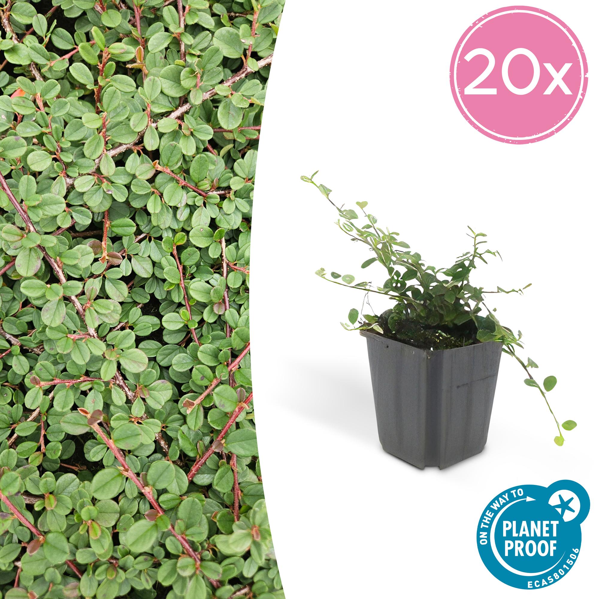 20x Cotoneaster pr. 'Queen of Carpets' - ↕10-25cm - Ø9cm