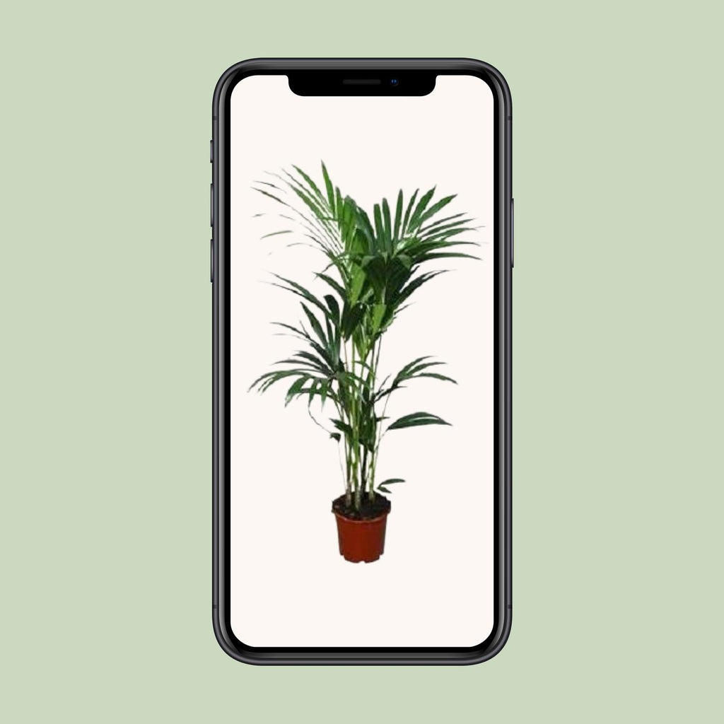 Howea forsteriana - Ø21cm - ↕120cm - Ø24 - ↨120cm