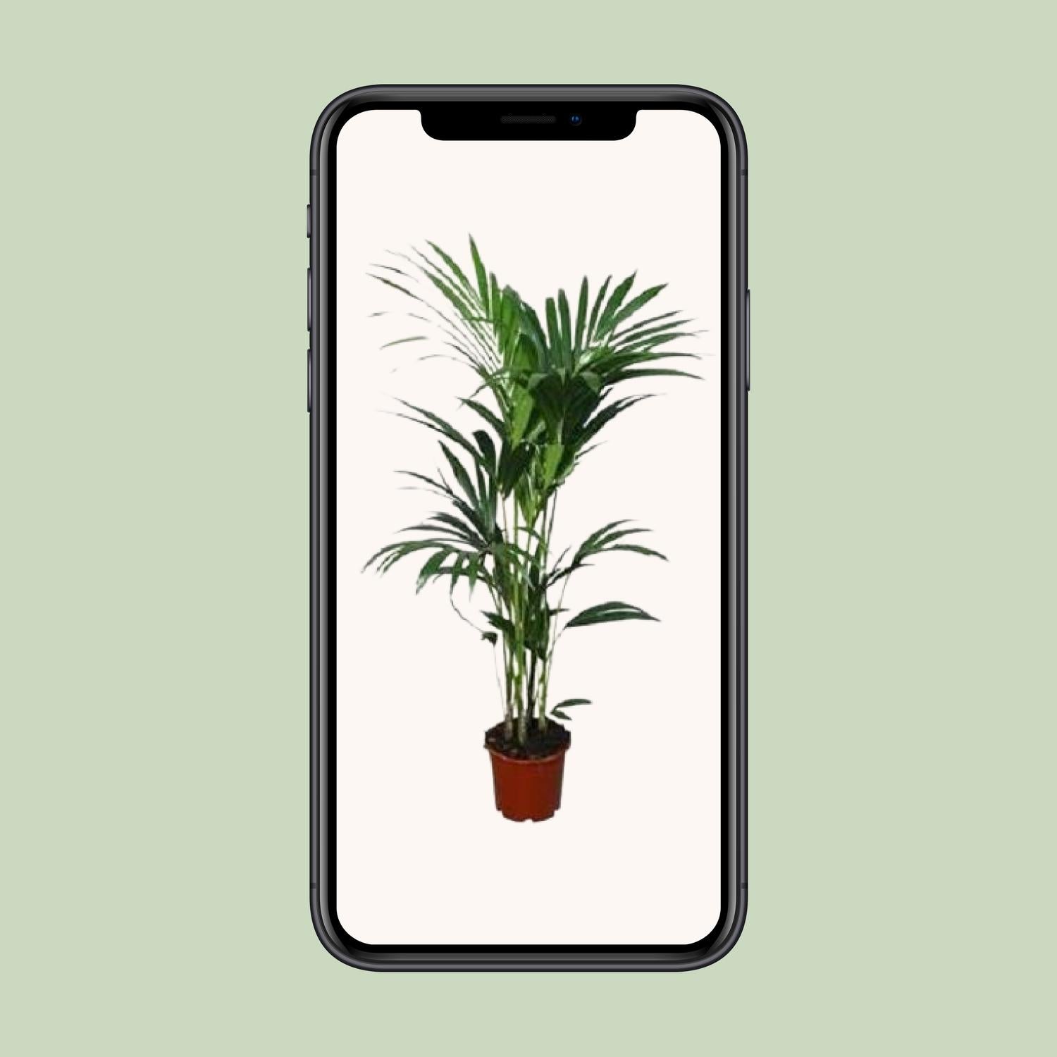 Howea forsteriana - Ø21cm - ↕120cm - Ø24 - ↨120cm