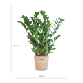 Zamioculcas Zamiifolia met Sofia mand naturel  - 80cm - Ø21