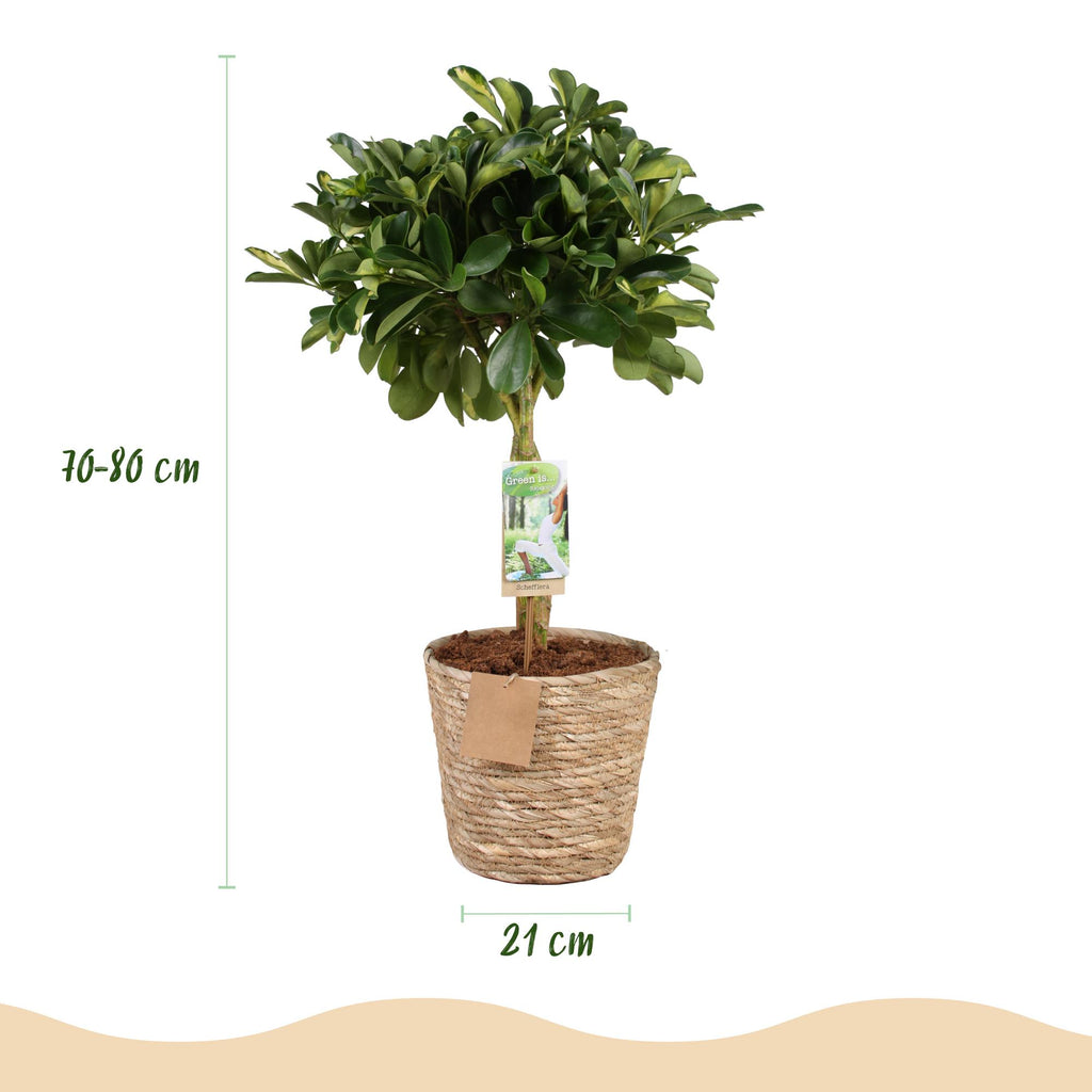 Green boutiQ - Green is… Kamerplanten - Schefflera Gold Capelle - Vingerboom - Weinig onderhoud - met mand - Groen - goud - 1 Plant - Pot 21cm - Hoogte 70-81cm